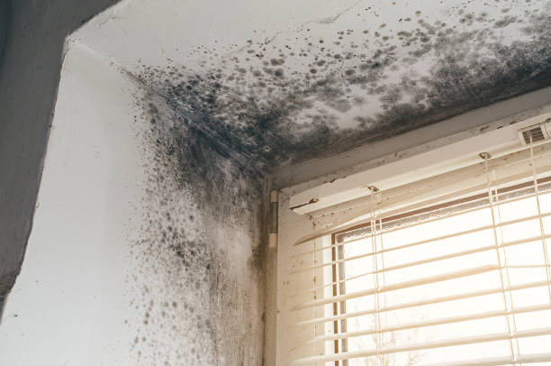 Affordable Basement Mold Removal solutions in Woodville, FL